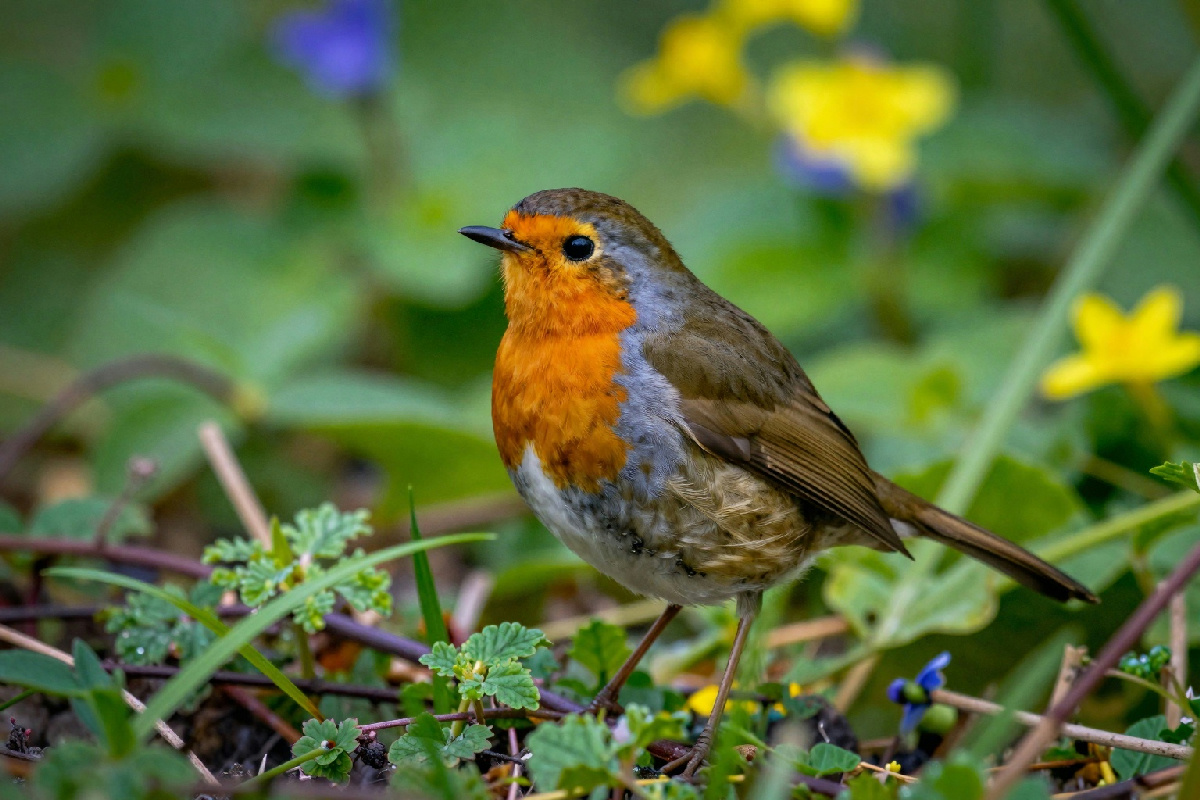 Rispettare la natura: lasciare il giardino in disordine attira i pettirossi e favorisce la biodiversità