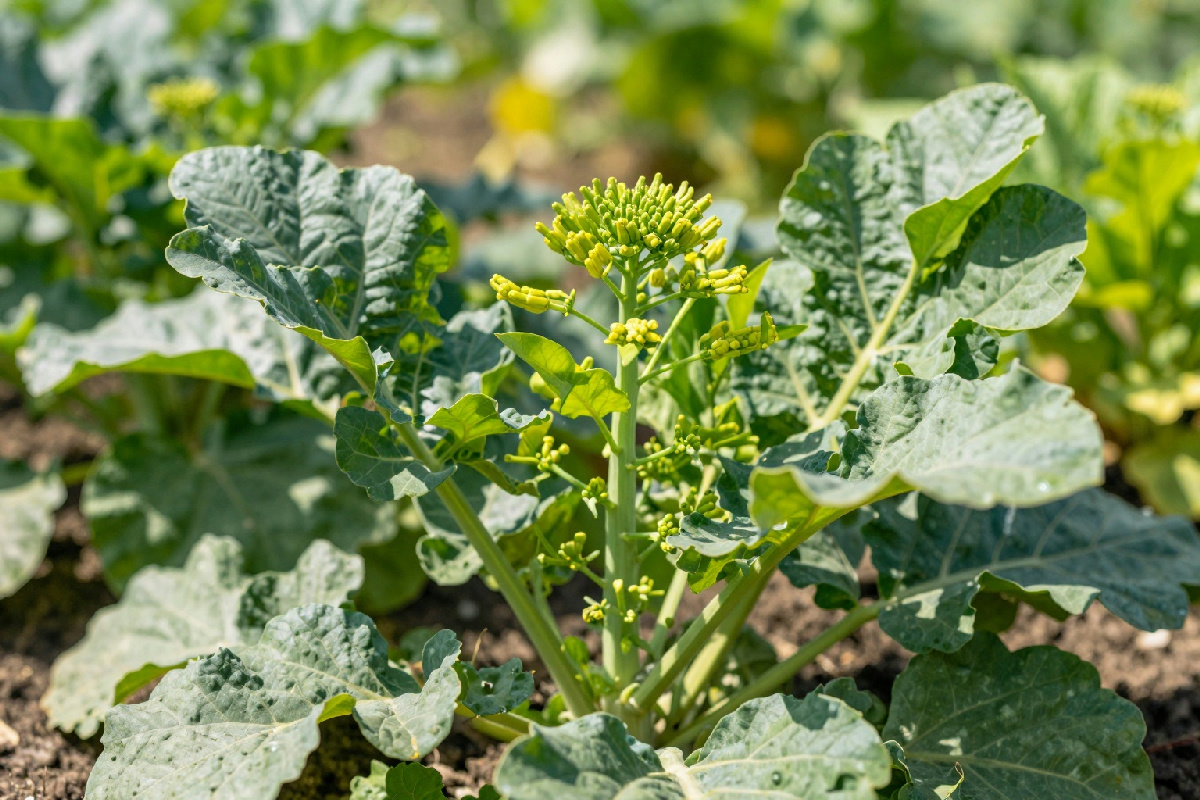 Se non vuoi un raccolto scarso evita di seminare le cime di rapa in questo periodo